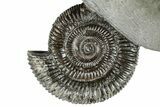 Jurassic Ammonite (Dactylioceras) Fossil - England #279544-2